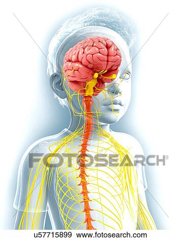 Stock Illustration - Human nervous system, artwork. Fotosearch