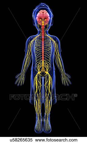 Human nervous system, artwork View Large Illustration Stock Illustration - Human nervous system, artwork. Fotosearch