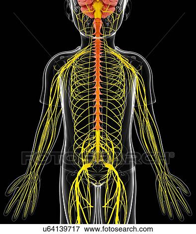 Stock Illustration - Human nervous system, artwork. Fotosearch