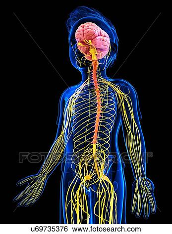 Stock Illustration - Human nervous system, artwork. Fotosearch