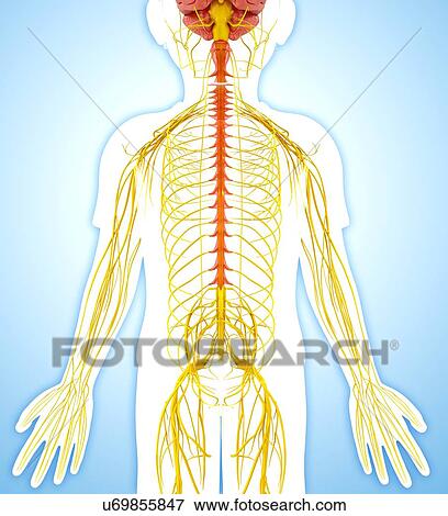 Stock Illustration - Human nervous system, artwork. Fotosearch