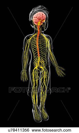 Human nervous system, artwork View Large Illustration Stock Illustration - Human nervous system, artwork. Fotosearch