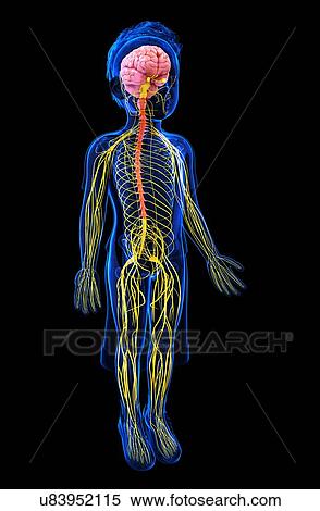 Human nervous system, artwork View Large Illustration Stock Illustration - Human nervous system, artwork. Fotosearch