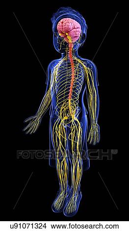 Stock Illustration - Human nervous system, artwork. Fotosearch