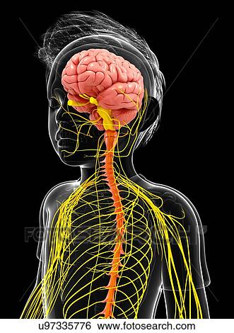 Stock Illustration - Human nervous system, artwork. Fotosearch