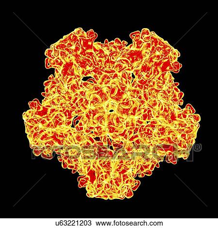 Drawing - Human papillomavirus, artwork. Fotosearch