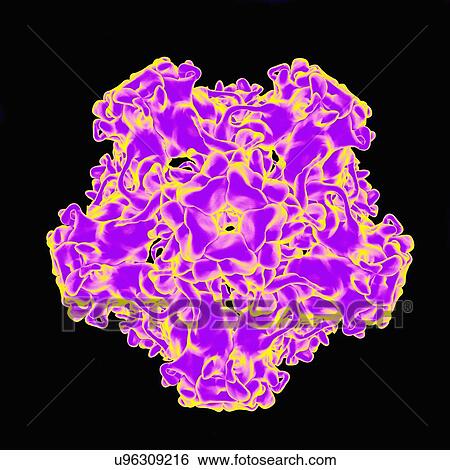 Stock Illustration - Human papillomavirus, artwork. Fotosearch