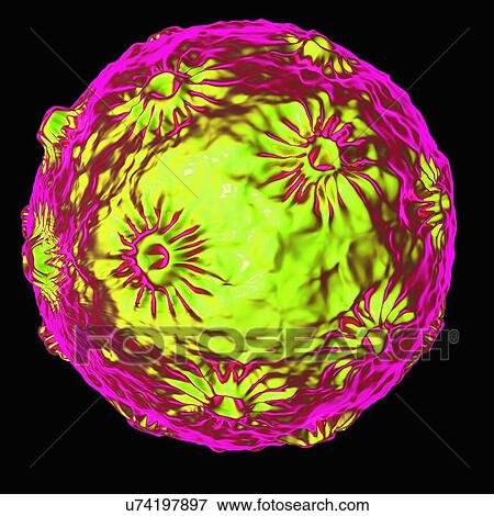 Stock Illustration - Human papillomavirus (HPV), artwork. Fotosearch