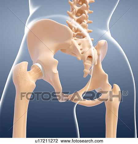 Drawing - Human pelvis, artwork. Fotosearch