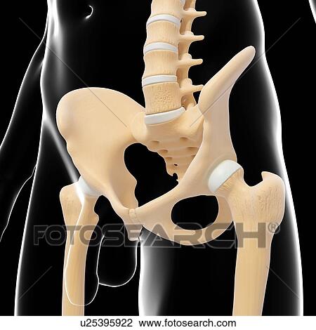 Drawing - Human pelvis, artwork. Fotosearch