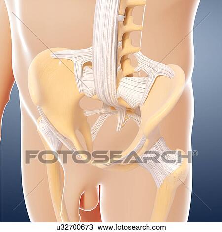 Human pelvis, artwork View Large Illustration Drawing - Human pelvis, artwork. Fotosearch