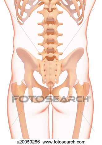 Stock Illustration - Human pelvis, artwork. Fotosearch