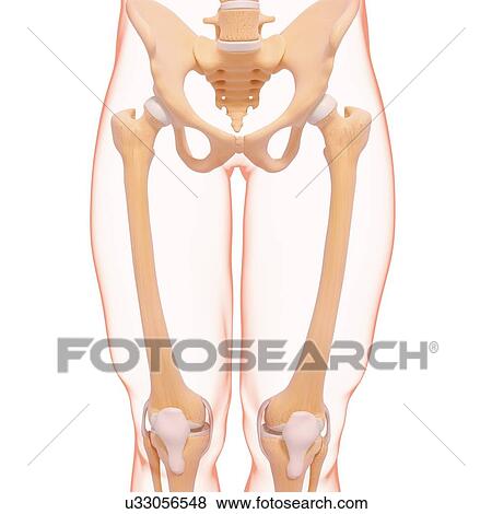 Human pelvis, artwork View Large Illustration Stock Illustration - Human pelvis, artwork. Fotosearch