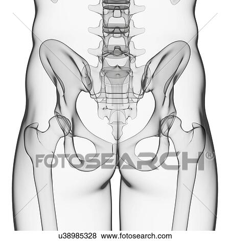Stock Illustration - Human pelvis, artwork. Fotosearch