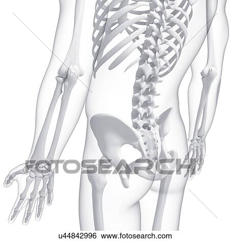 Stock Illustration - Human pelvis, artwork. Fotosearch