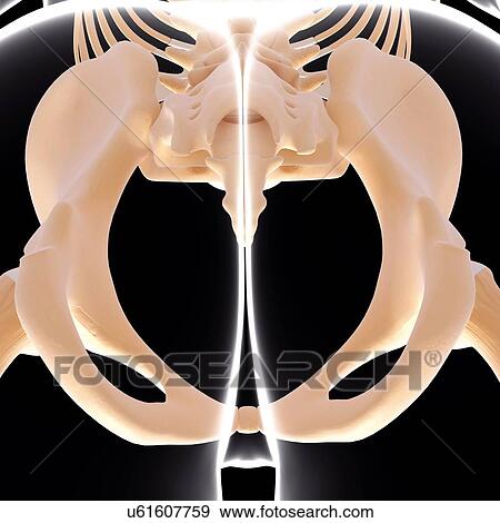 Stock Illustration - Human pelvis, artwork. Fotosearch
