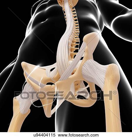 Stock Illustration - Human pelvis, artwork. Fotosearch