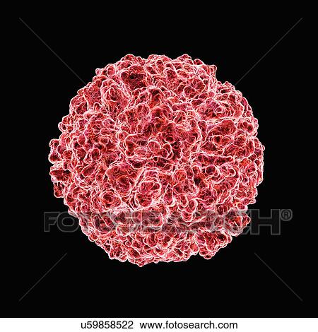 Drawing - Human rhinovirus, artwork. Fotosearch