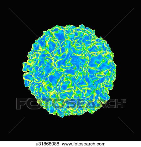Human rhinovirus, artwork View Large Illustration Stock Illustration - Human rhinovirus, artwork. Fotosearch