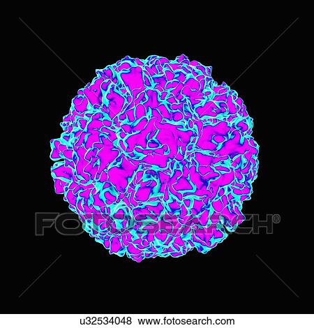 Stock Illustration - Human rhinovirus, artwork. Fotosearch