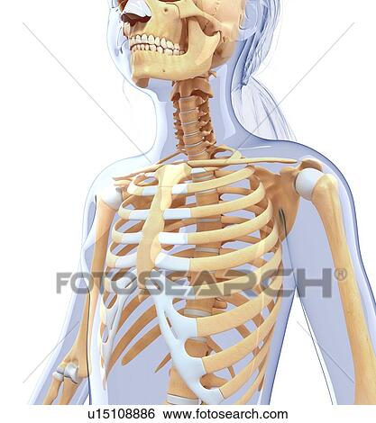 Human ribcage, artwork View Large Illustration Stock Illustration - Human ribcage, artwork. Fotosearch