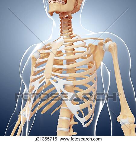 Stock Illustration - Human ribcage, artwork. Fotosearch