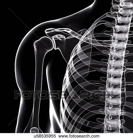 Stock Illustration - Human shoulder, artwork. Fotosearch