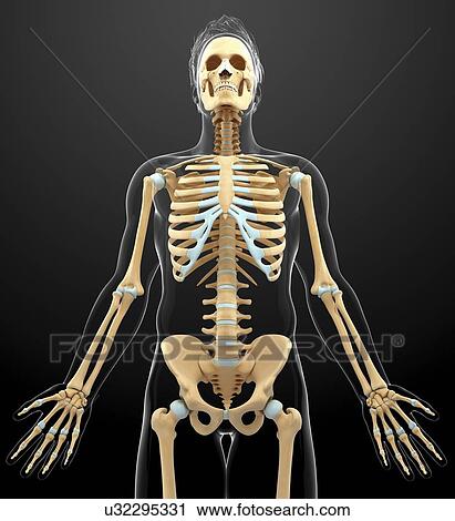 Clip Art - Human skeletal system, artwork. Fotosearch