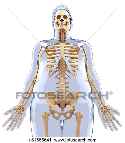 Clip Art - Human skeletal system, artwork. Fotosearch