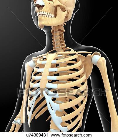 Human skeletal system, artwork View Large Illustration Clip Art - Human skeletal system, artwork. Fotosearch