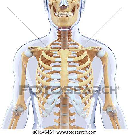 Human skeletal system, artwork View Large Illustration Clip Art - Human skeletal system, artwork. Fotosearch