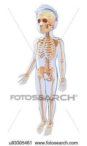 Clip Art - Human skeletal system, artwork. Fotosearch