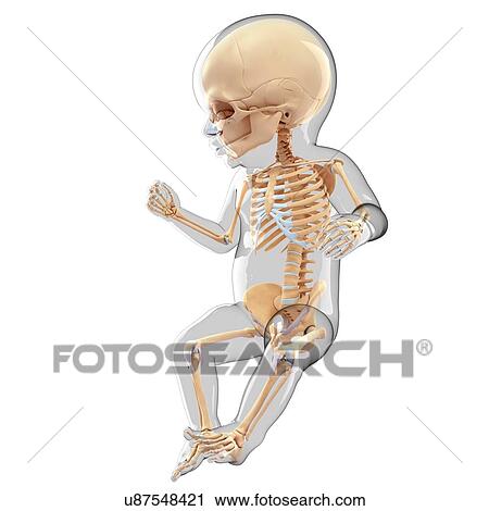 Clip Art - Human skeletal system, artwork. Fotosearch