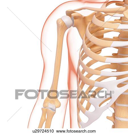 Human skeletal system, artwork View Large Illustration Clipart - Human skeletal system, artwork. Fotosearch