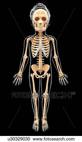 Clipart - Human skeletal system, artwork. Fotosearch