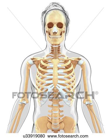 Human skeletal system, artwork View Large Illustration Clipart - Human skeletal system, artwork. Fotosearch