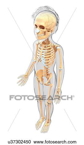 Clipart - Human skeletal system, artwork. Fotosearch