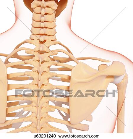 Human skeletal system, artwork View Large Illustration Clipart - Human skeletal system, artwork. Fotosearch