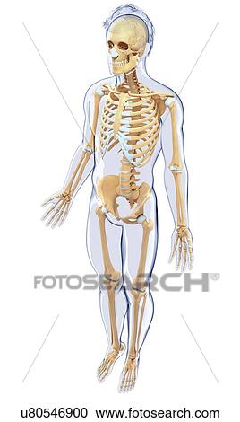 Clipart - Human skeletal system, artwork. Fotosearch