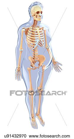 Human skeletal system, artwork View Large Illustration Clipart - Human skeletal system, artwork. Fotosearch