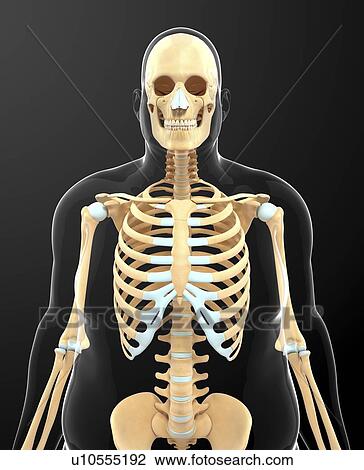 Drawing - Human skeletal system, artwork. Fotosearch