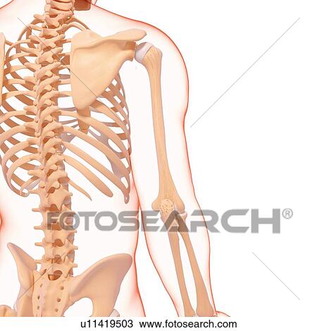 Drawing - Human skeletal system, artwork. Fotosearch