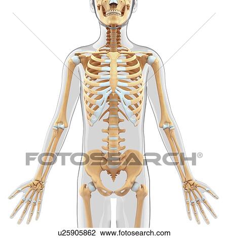 Human skeletal system, artwork View Large Illustration Drawing - Human skeletal system, artwork. Fotosearch