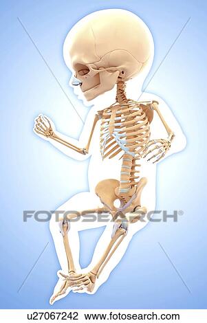 Drawing - Human skeletal system, artwork. Fotosearch