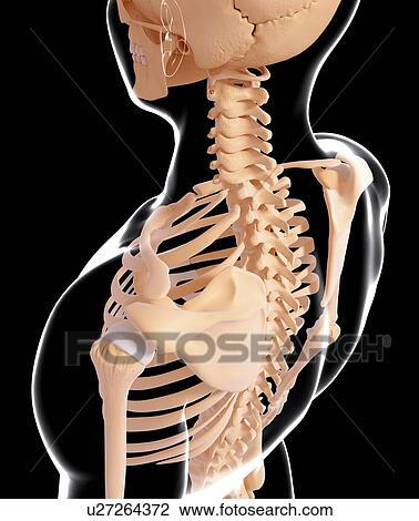 Human skeletal system, artwork View Large Illustration Drawing - Human skeletal system, artwork. Fotosearch