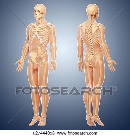 Human skeletal system, artwork View Large Illustration Drawing - Human skeletal system, artwork. Fotosearch