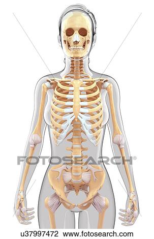 Human skeletal system, artwork View Large Illustration Drawing - Human skeletal system, artwork. Fotosearch