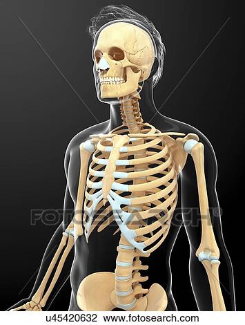Human skeletal system, artwork View Large Illustration Drawing - Human skeletal system, artwork. Fotosearch