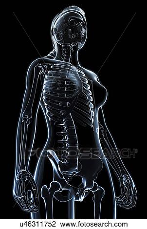 Human skeletal system, artwork View Large Illustration Drawing - Human skeletal system, artwork. Fotosearch