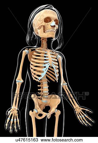 Drawing - Human skeletal system, artwork. Fotosearch